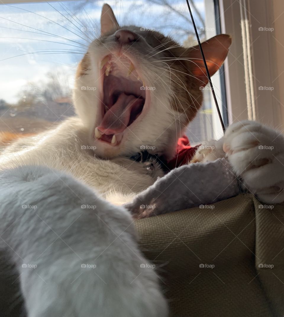 The cat does no real work, other than laze around, feed, bath itself, play, and then sleep. A good yawn must come before sleep.