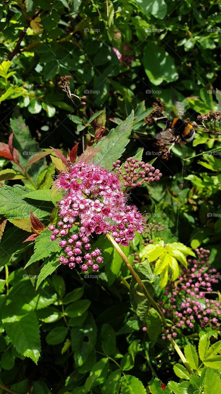 bumblebee flies to flower