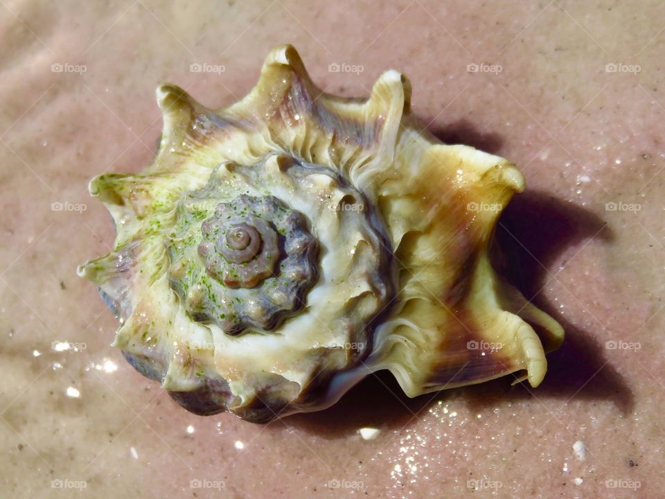 Crown Conch