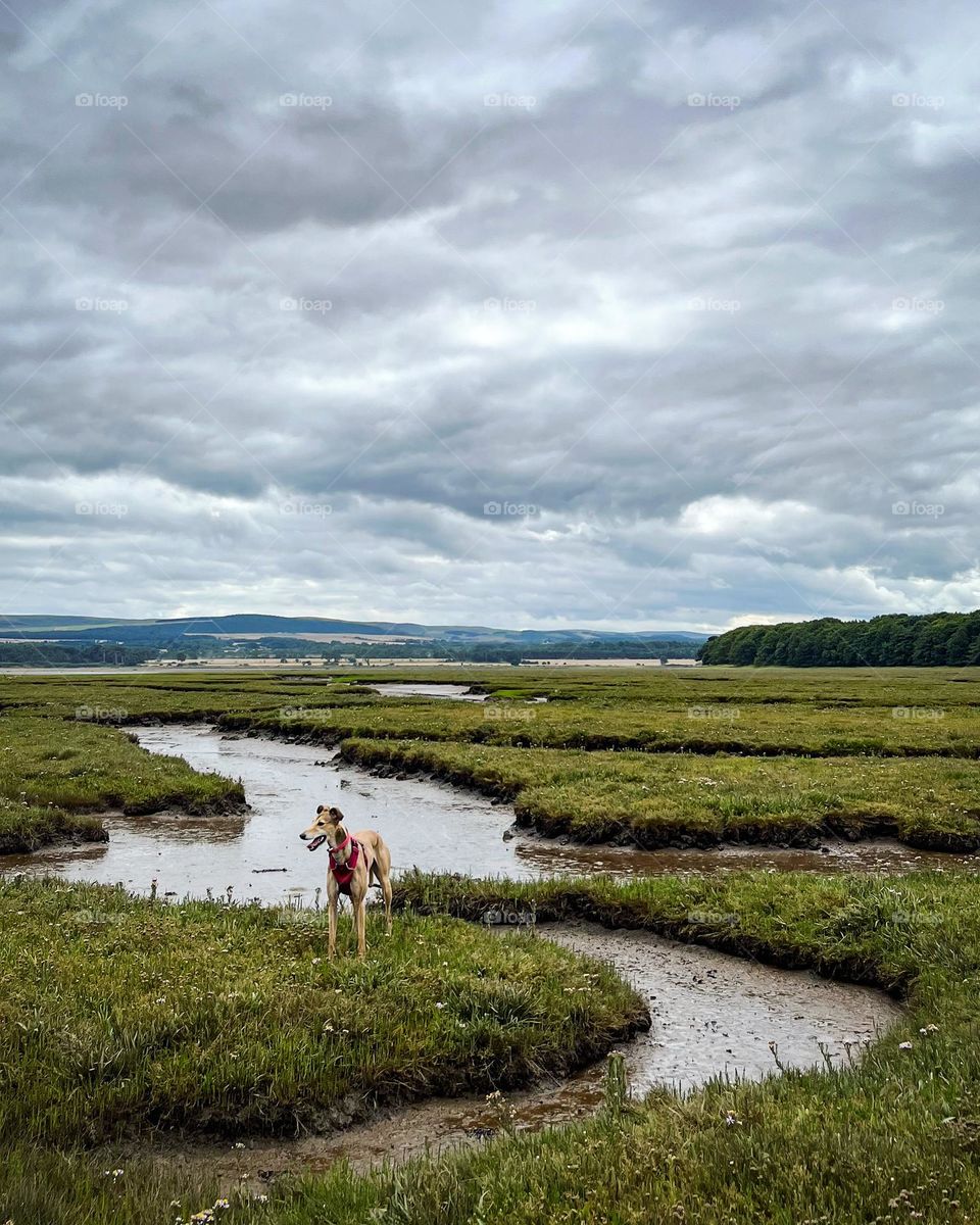 Willow in the wetlands 