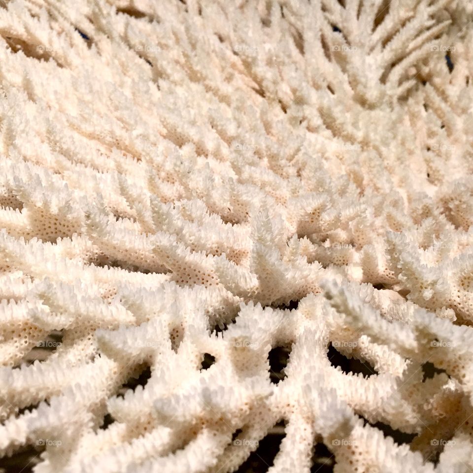 Abstract coral texture