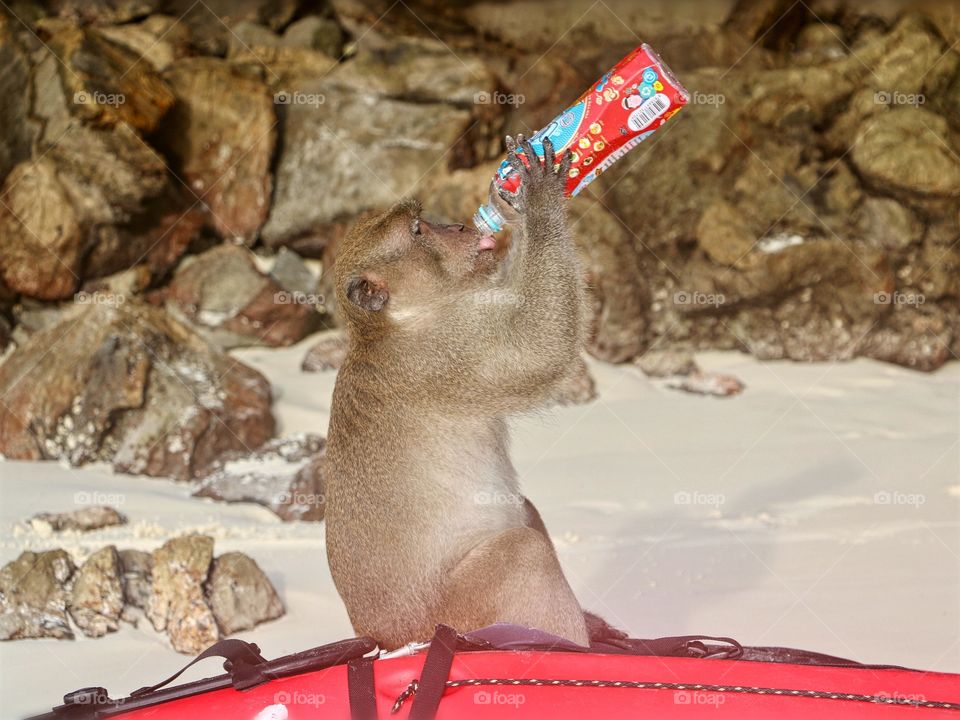 Monkey enjoying a drink that he stole and resting on our kayak.