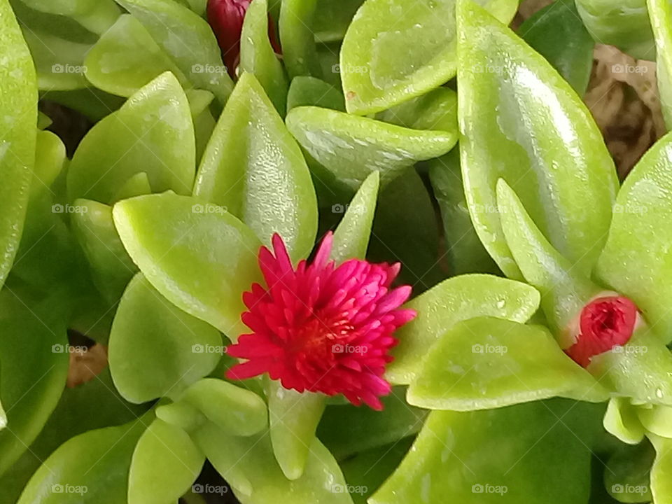 the nutre,no filters