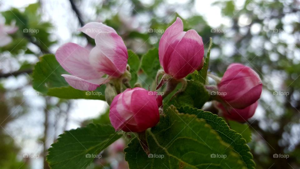Apple Blossom in English Garden Closeup