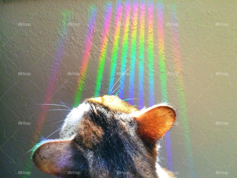 Rainbow fingers touching kitten whiskers 