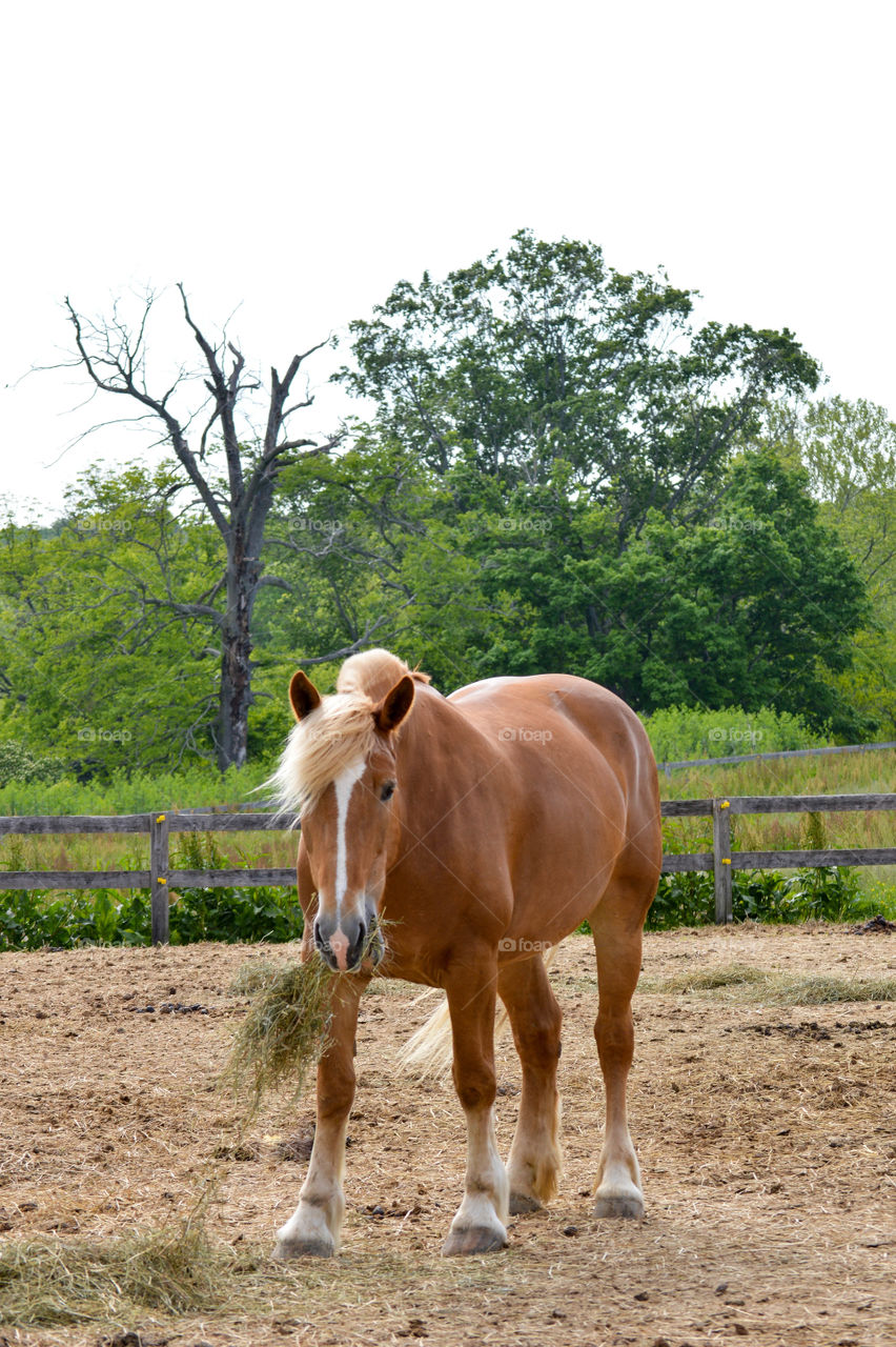 Belgian draft horse in fenced field with mane blowing in the wind