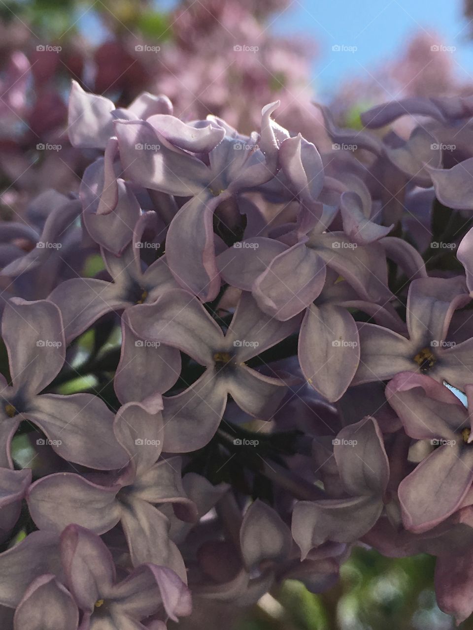 Trees blooming lilacs 