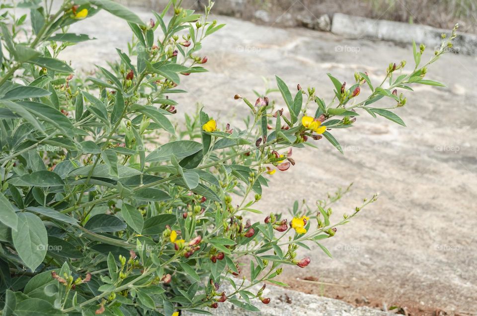 Pigeon Peas Tree Branch With Blossoms