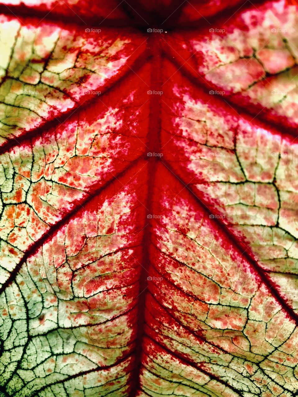 Veins in a leaf