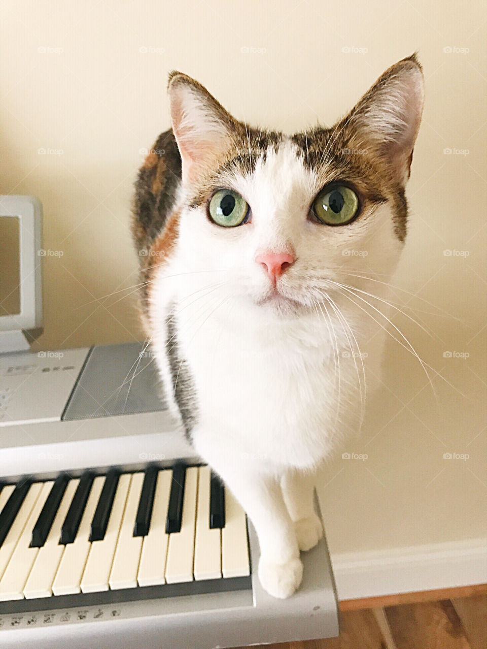 Calico cat looks at you while standing on piano keyboard