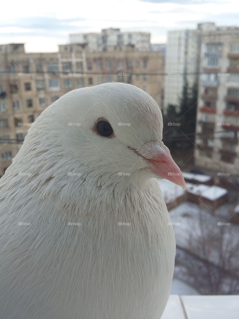 Pigeon 6