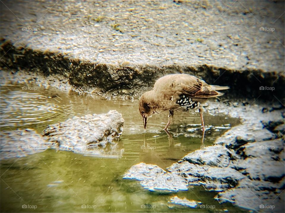 Sparrow drinks water