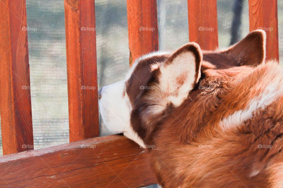 huskies head on a deck