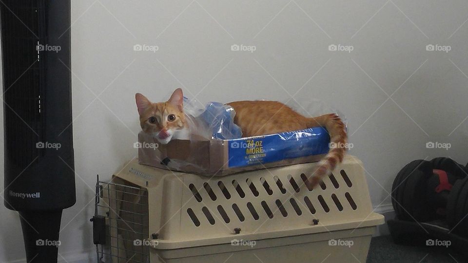 cat in box licking lips