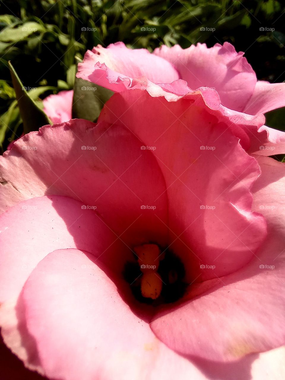 pink flower