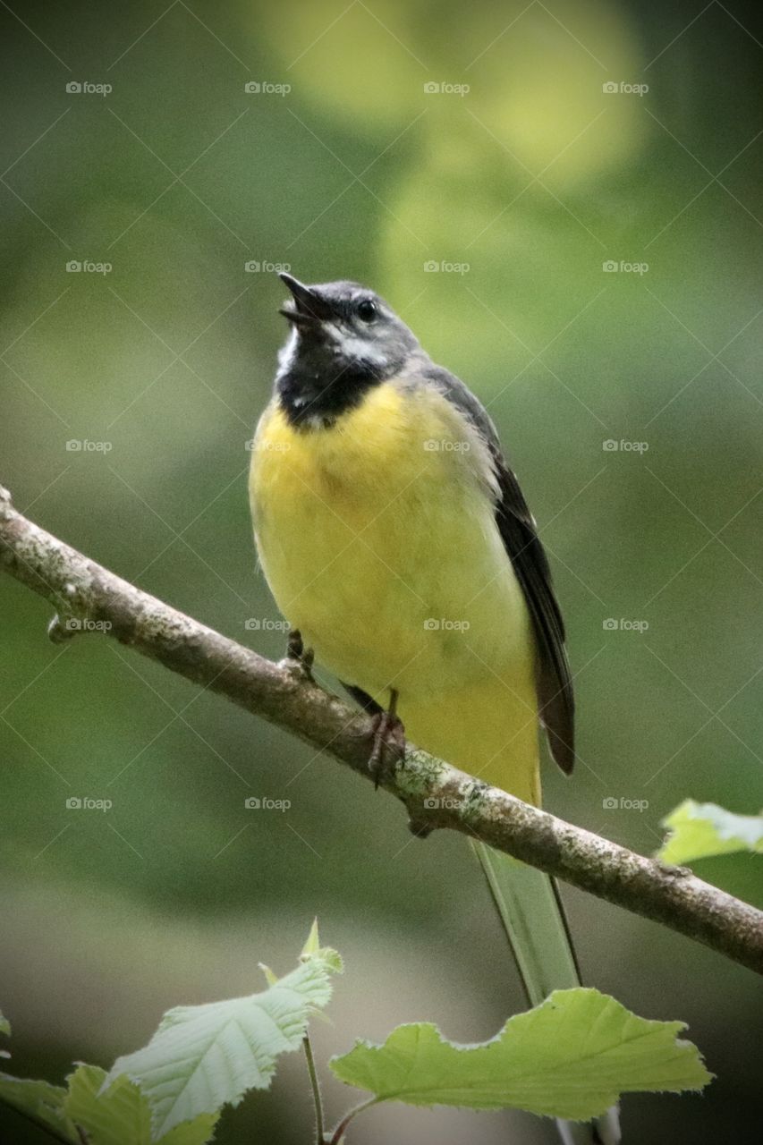 Wagtail 