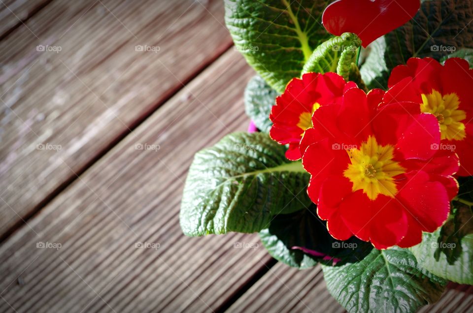 Elevated view of red flower