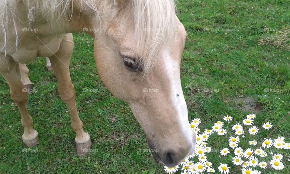 Farm horse by the daisy patch. The beauty of this horse is nearly rivaled the the charm of a daisy patch