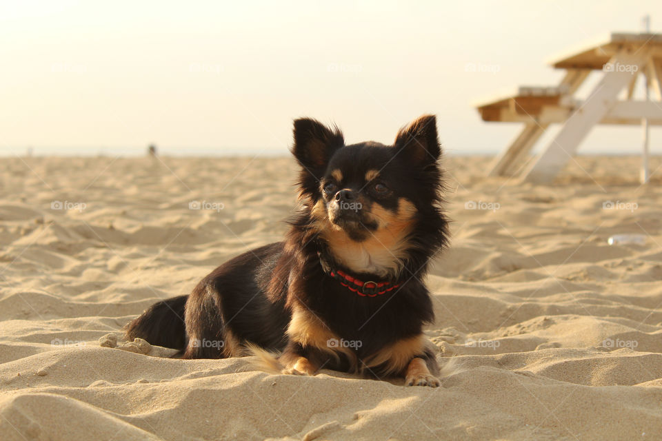Chihuahua beach