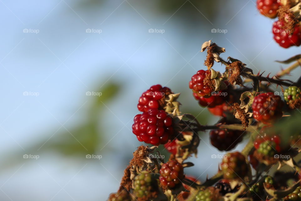 Blackberry or red berry - that is the color they get ripping under the autumn sun