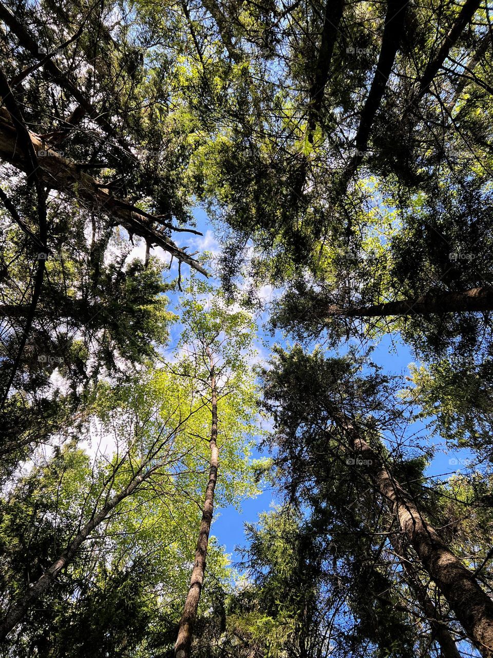 Looking up to the blue sky through green tree crowns