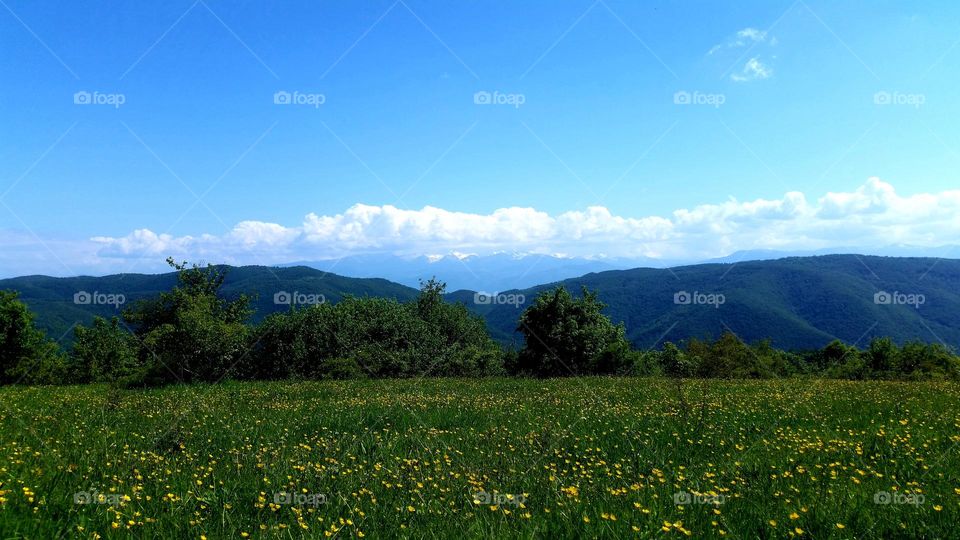 field with flowers in the middle of the mountains, Hunedoara, Romania