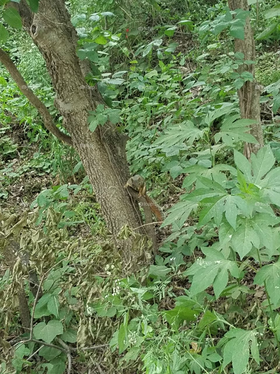 squirell on a tree