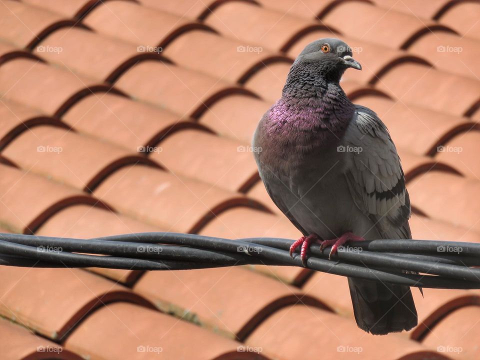 The pigeon is watching you