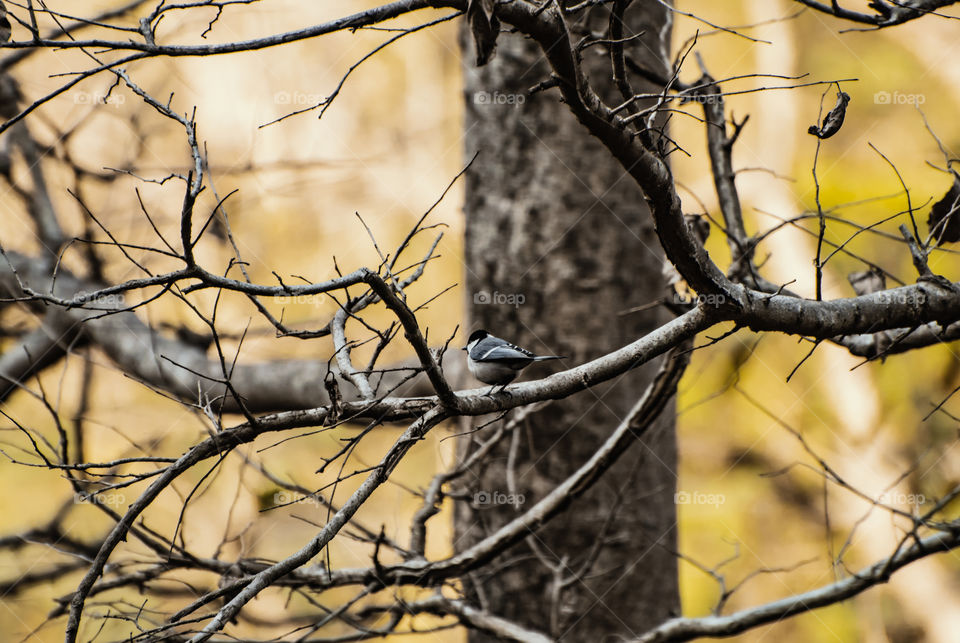 coal tit