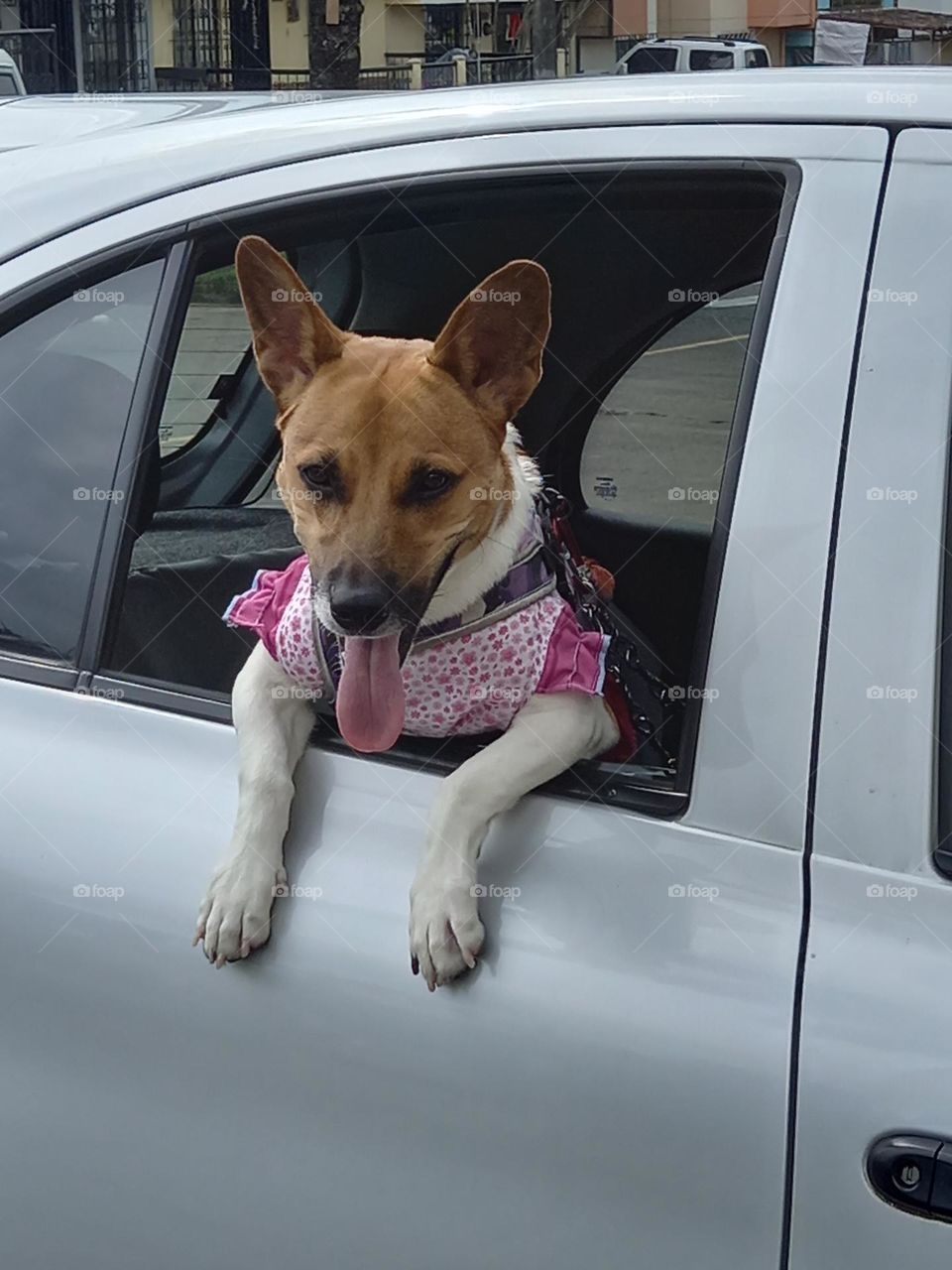 perro mirando desde la ventana