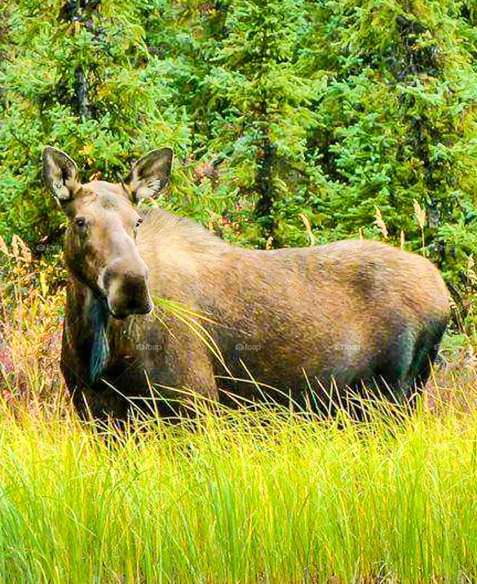 moose grazing in meadow