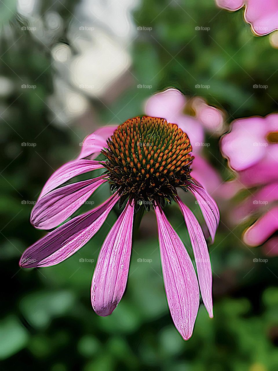 Purple coneflower 