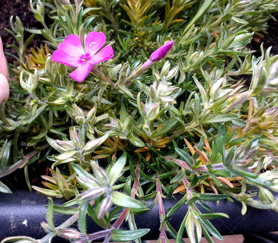 planted the first spring flowers on the terrace