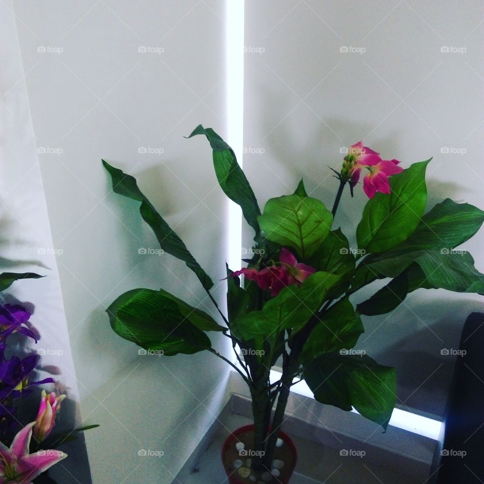 fulldani at my house