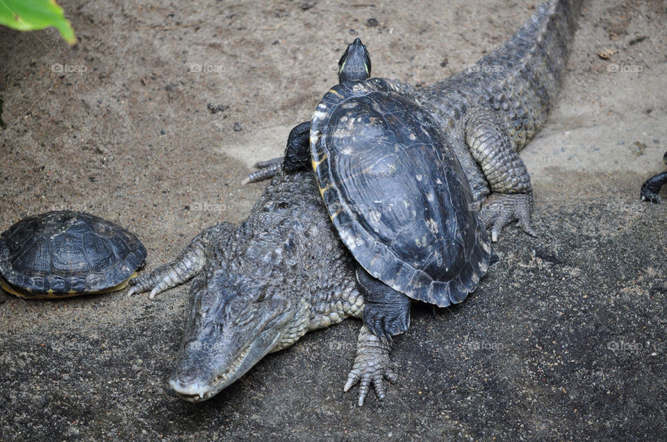 TORTOISE ON ALLIGATOR