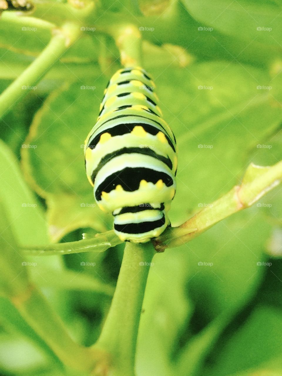 Close-up of green caterpillar