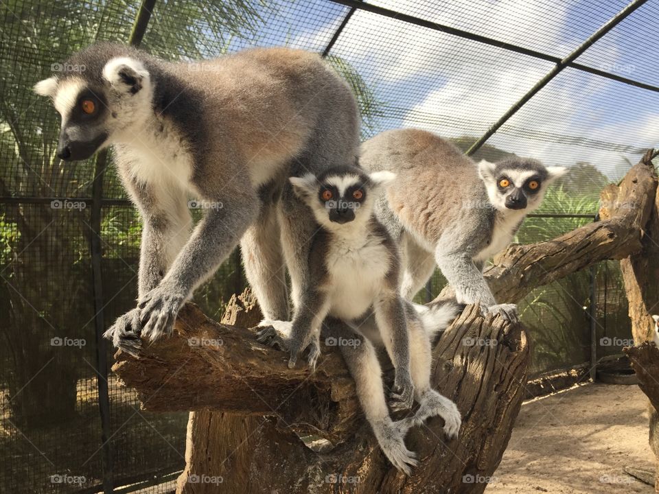 A family of three ring-tailed lemurs posing on a log at a wildlife refuge in Florida.