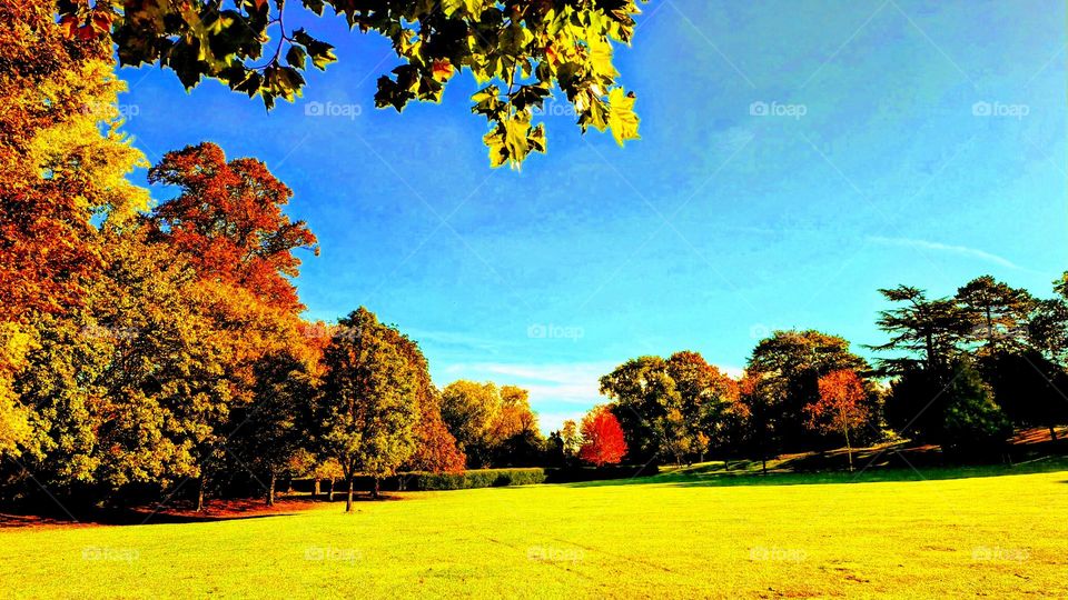 View across parkland to autumnal coloured trees, russet and bright red, with green grass in the foreground and blue sky in the background