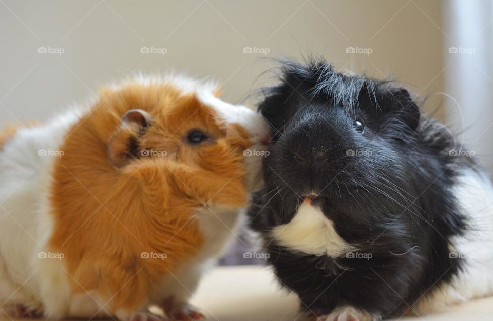 two guinea pigs love