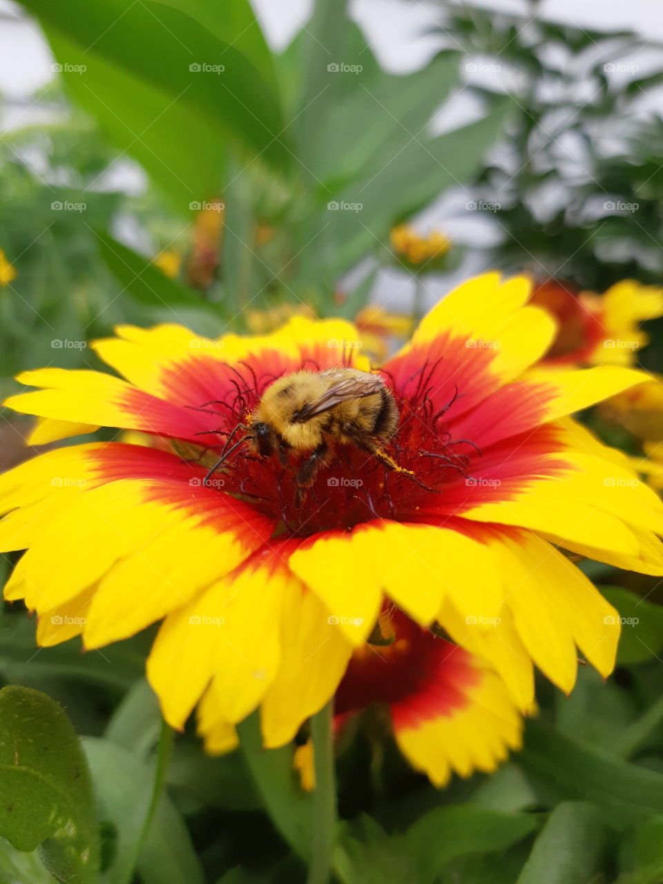 Honey bee collecting nector
