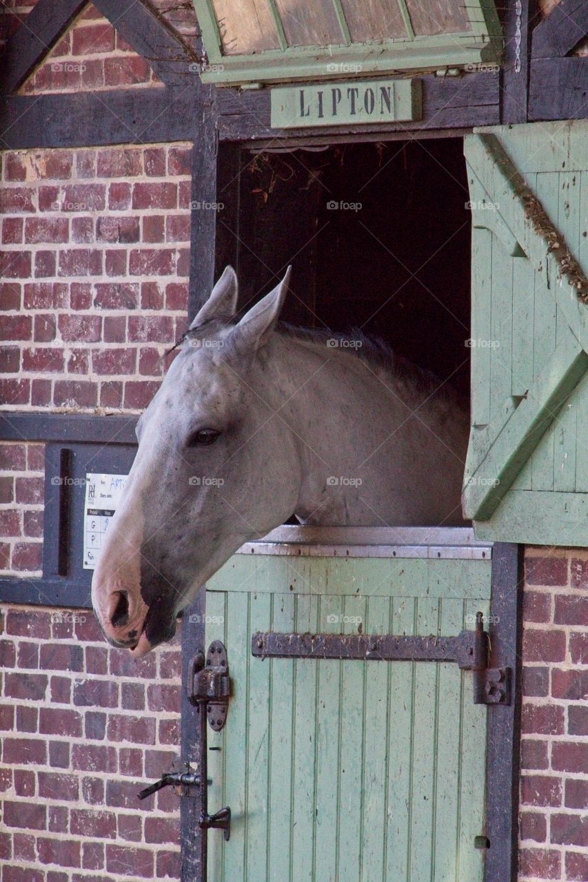 white horse in the field