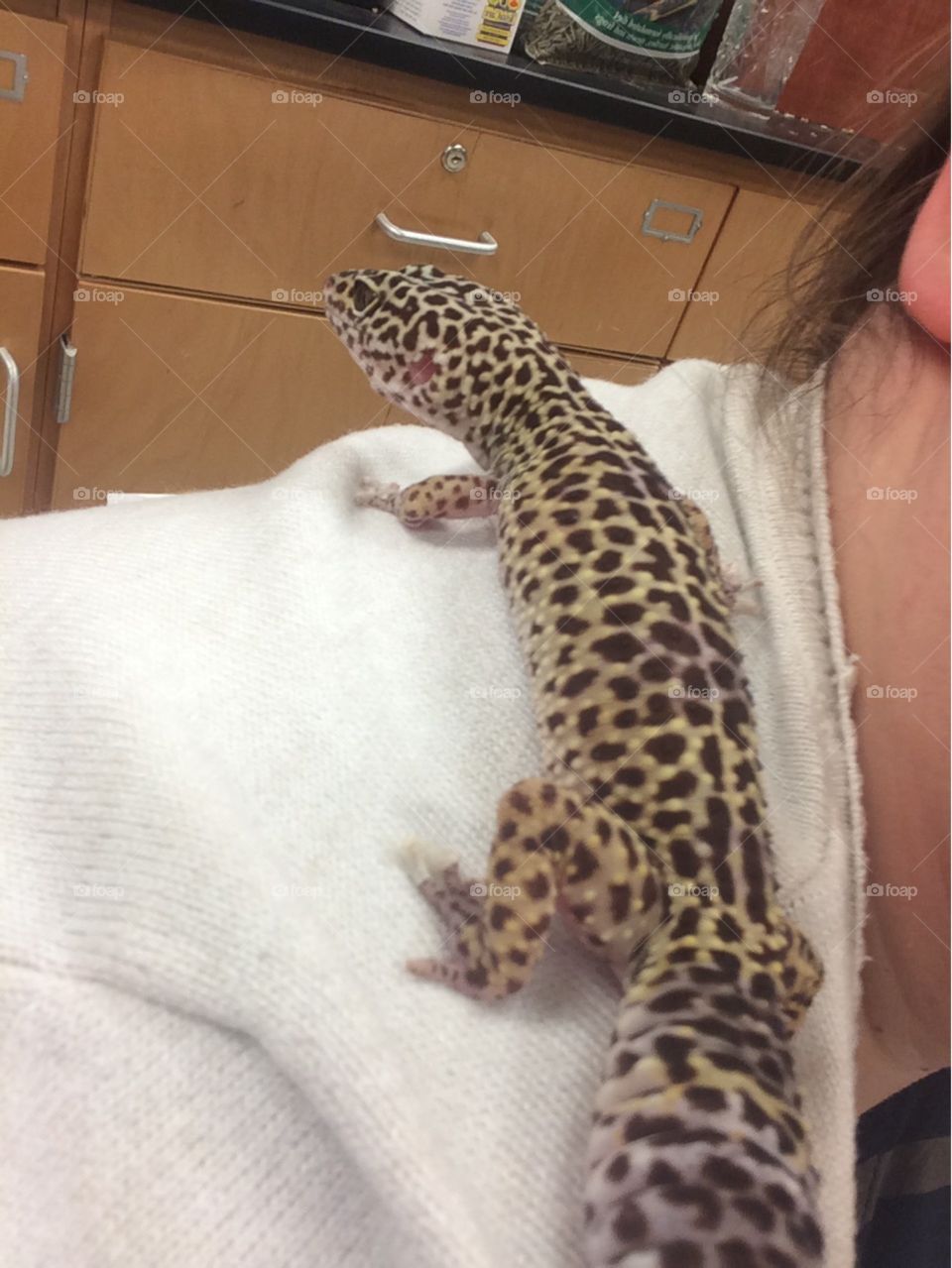 Gecko!