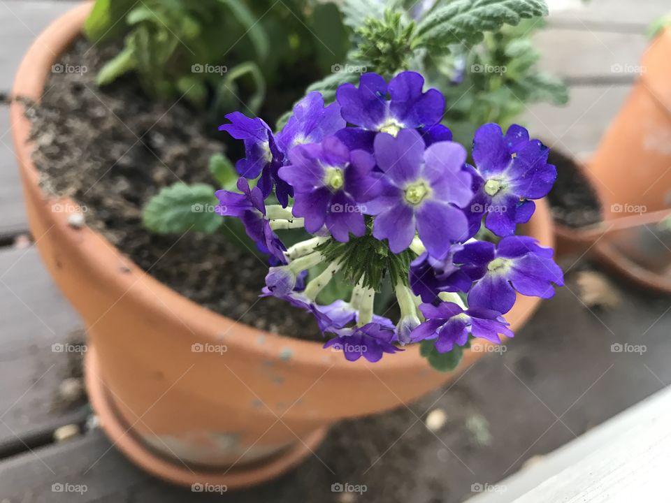 Purple flowers in a pot on the patio