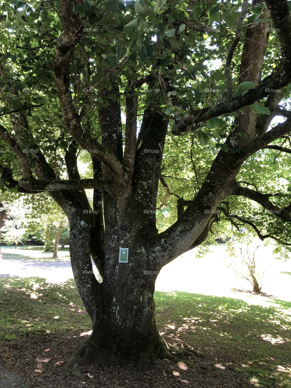 This is a very fine “Tulip Tree” shining splendidly in unbroken sunshine at this park.