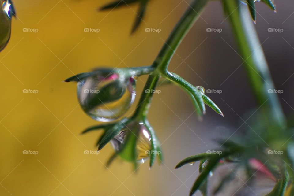 Plant#details#macro#colors#nature#drops