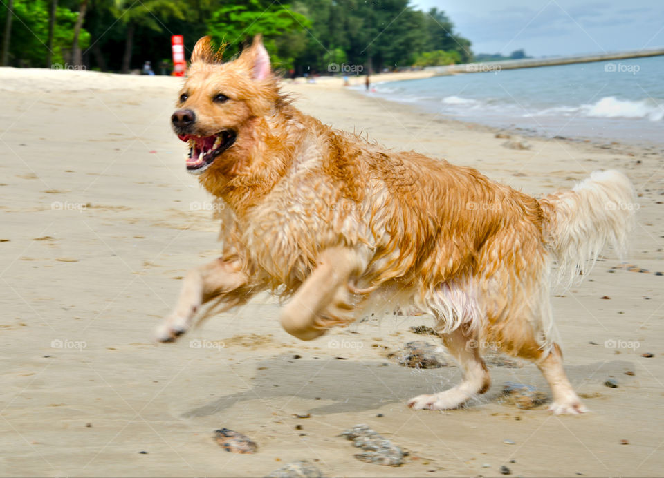 beach ocean dog dogs by sklarian