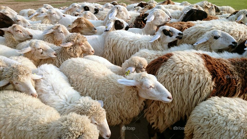 Sheep. sheep, 🐑 🐑 🐑,🐑 🐑 ,🐑 ,farm, fleece, wool, ttzanzone, z1f,sheep farm, animals