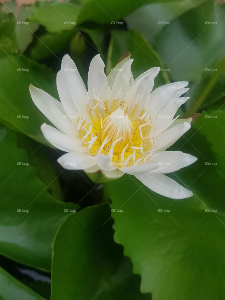 colored lotus