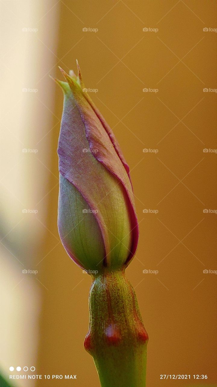 Flower buds micro photography