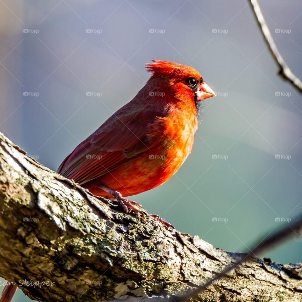 Male Cardinal